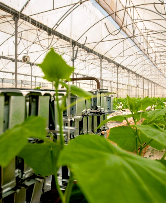 proyectos tecnoponiente - Estructuras agrícolas